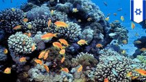 Northern Red Sea coral expected to survive despite global warming