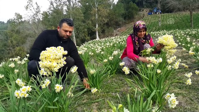 Süs amacıyla ekti gelir kapısı oldu - OSMANİYE