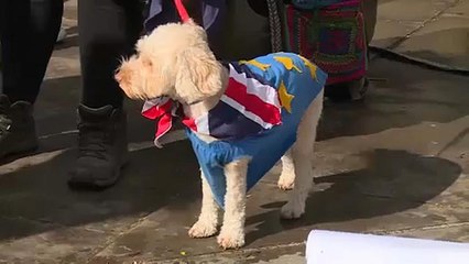 'Dogs dinner' anti-Brexit protest at UK parliament