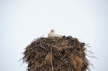 Baharın Müjdecisi Leylekler Muş'a Geldi