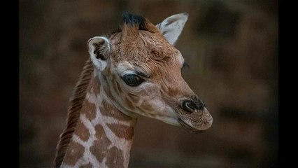 Baby zsiráf született fogságban