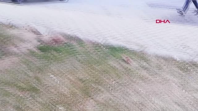 Kayseri Gelengiler, Erciyes Üniversitesi Kampüsünde Kendini Gösterdi