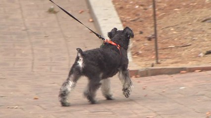 개에 물린 사람 5% '중상'...초등생 피해 많아 / YTN