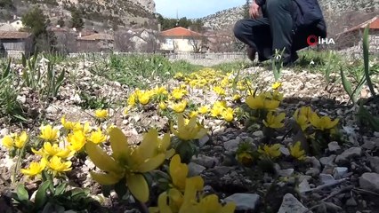 Toroslar'ın gelinliğini koruma projesi...30 bin ile başlanan kardelen üretimi 2 milyona ulaştı