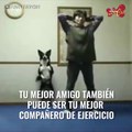Mascotas ejercicios