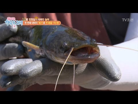 귀농부부에게도 대박이가 있다?! [행복한 저녁] 38회 20170608