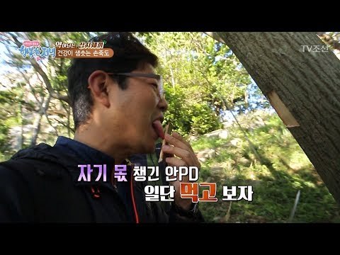 나무껍질을 맛보는 PD! 도대체 무슨 맛? [행복한 저녁] 36회 20170606