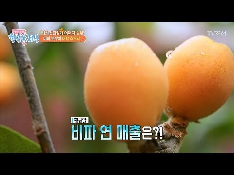 황금알 비파! 연 매출 1억? [행복한 저녁] 43회 20170615
