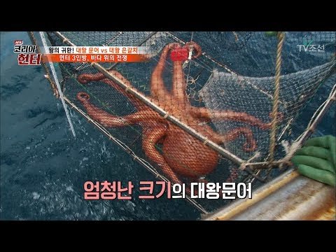 대박! 엄청난 크기의 대왕문어를 잡았다! [뉴 코리아 헌터] 54회 20170612