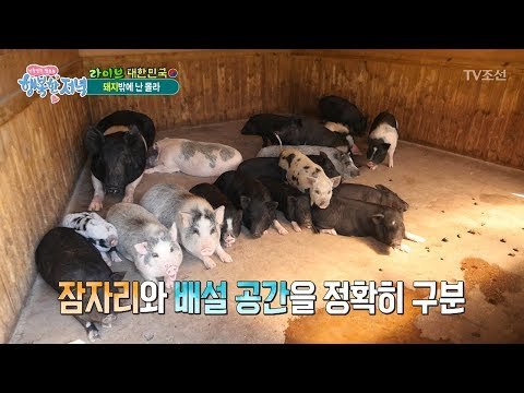 돼지들이 사실은 똑똑하다?! [행복한 저녁] 45회 20170619