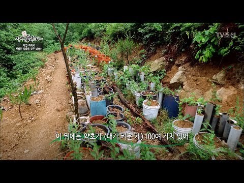 대박! 자연인이 키우는 100여 가지 약초 농장! [자연愛산다] 10회 20170620