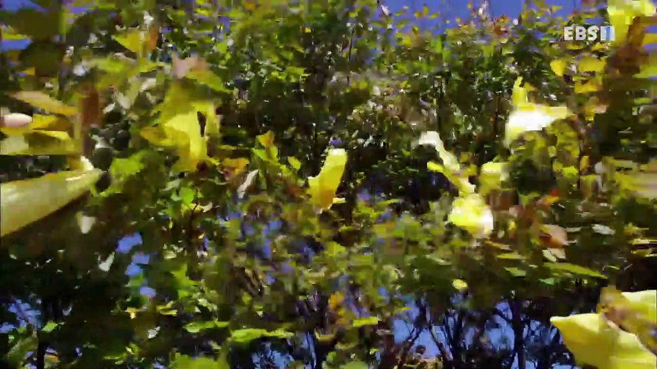 EBS 다큐프라임 - Docuprime_[과학 대기획_다섯개의 열쇠- 0과 1,디지털...