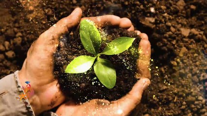 كيف نزرع الخيار بسهولة بحديقة المنزل؟