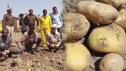 एटा: जेल में कैदी कर रहे 'सीएम' आलू की खेती, एक आलू का वजन 1 Kg