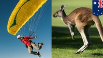 Paraglider nails landing only to get nailed by attacking kangaroo