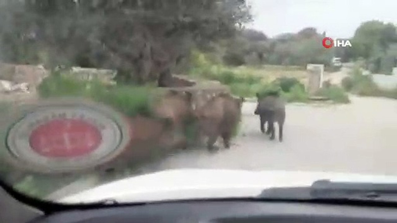 Bodrum'da gündüz vakti domuz sürüsü ile karşılaşan vatandaş neye uğradığını şaşırdı