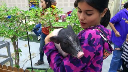 What a Babe! Pampered piglet enjoys pot belly pats