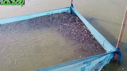 Pangash/Pangasius Fish seeds Farm / Hatchery