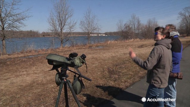 Nesting bald eagles give people a sign of hope that spring is on its way