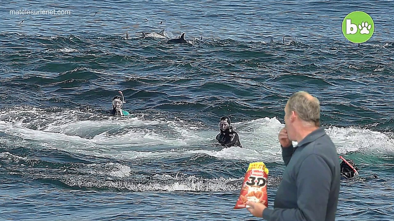 Un plongeur avalé par une baleine - Analyse par un professionnel