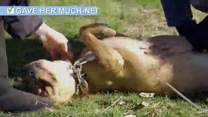 IBT Exclusive: Nick Bateman Teams Up With PETA For New Campaign