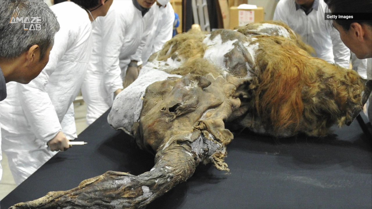 Scientists Have Been Able to Wake Up Ancient Woolly Mammoth Cells