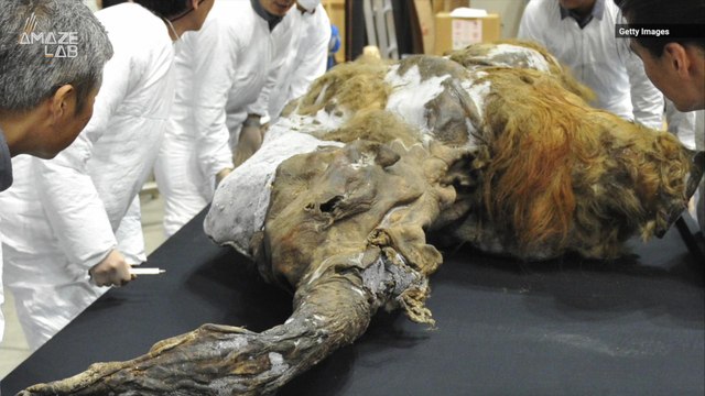 Scientists Have Been Able to Wake Up Ancient Woolly Mammoth Cells