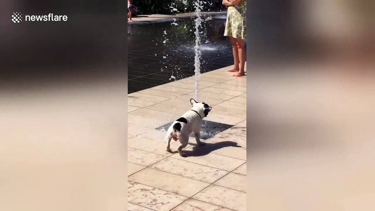 bulldog water fountain