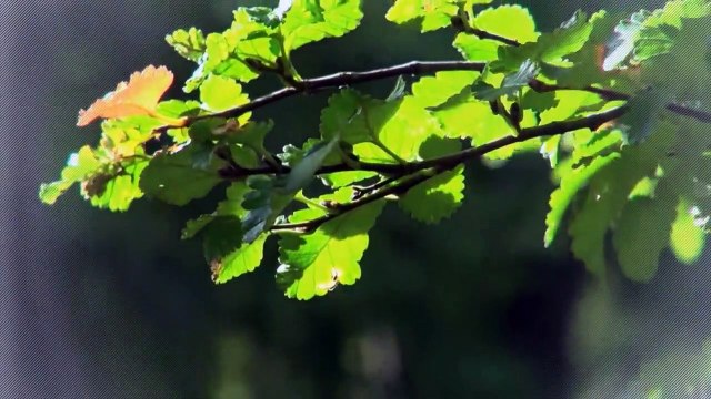 A vendre - Appartement - Bulle (1630) - 3.5 pièces - 90m²