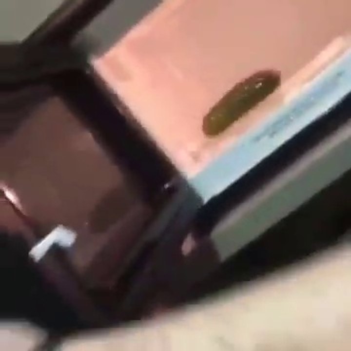 A pickle in a microwave