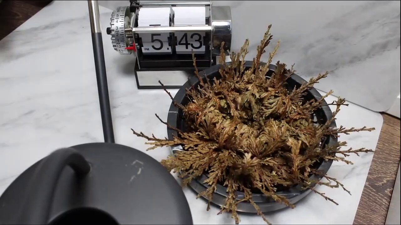 Resurrection of a dried plant
