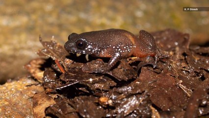 Newly-Discovered Starry Dwarf Frog is the Size of a Thumbnail