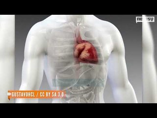 Nga se vdesin njerëzit në botë? - News, Lajme - Vizion Plus