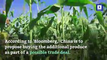 China Considers Spending $30 Billion More in US Agriculture Purchases