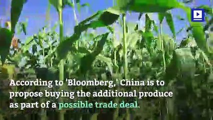 China Considers Spending $30 Billion More in US Agriculture Purchases