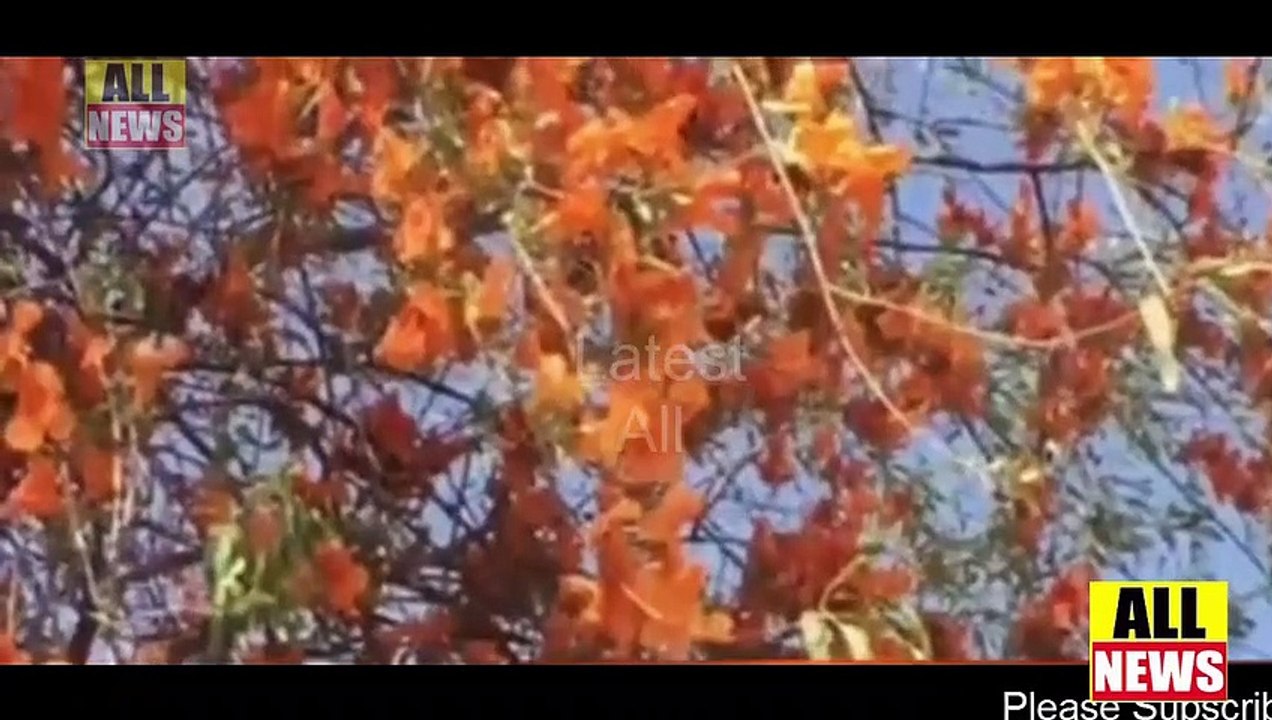 تھر میں خوشحالی | First signs of spring in Thar desert | Ary News Headlines