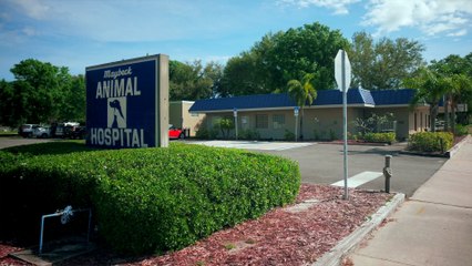 Welcome to Maybeck Animal Hospital
