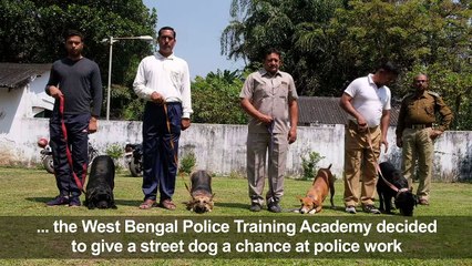 Stray pup becomes top dog in elite Indian sniffer squad