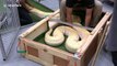 Giant Burmese Python unloaded from crate to Thai pet show