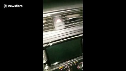 Driver spots 'zombie deer' standing motionless on US road