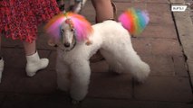 Cute or callous? Well-groomed pooches make debut at SXSW premier