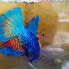 Fish in Tank Exhibit Strange Behavior