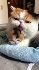 Mama Cat Grooms Newborn Kitten