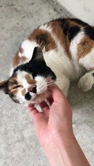 Cute Kitty Can't Quit Kicking