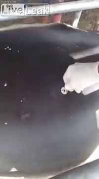 Il perce et dégonfle une Vache pour lui sauver la vie ! Vétérinaire à la ferme