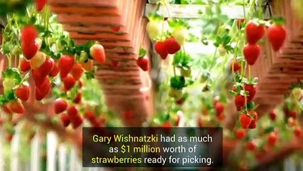 Florida Farmer Using Robots To Harvest