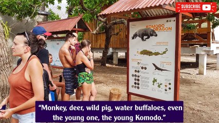 Amid Tourism Push, Concern Grows Over Indonesia’s Komodo Dragons