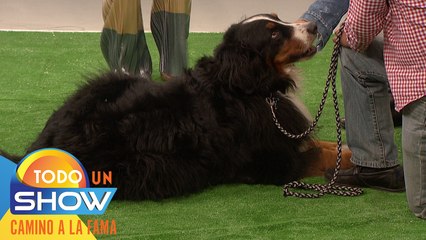 Todo Un Show | Cuatro puntos básicos para educar a tu perro.