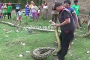 Ces indonésiens ont découvert un anaconda de plus de 8m de long