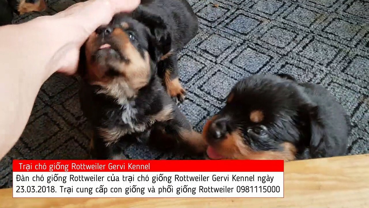 Chó con Rottweiler thuần chủng đẹp chuẩn gia phả quốc tế tại Trại chó Rottweiler Gervi Kennel Hà Nội